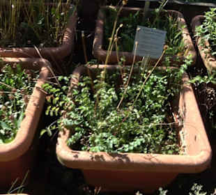 Klosterkirche Maria Gnadenzell