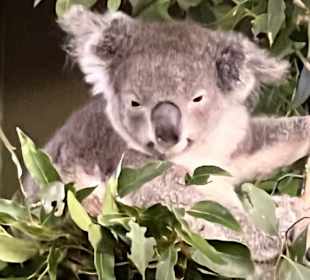 Featherdale Wildlife Park