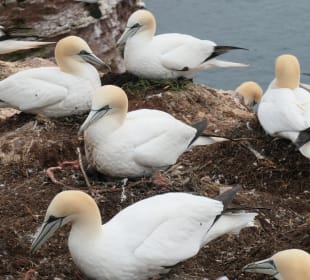 Helgoland: beim Lummenfelsen