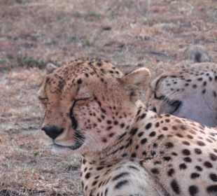 Masai Mara