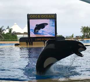 Orca Ocean
