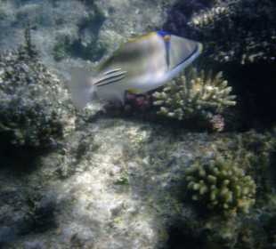 Arabischer Picassodoktorfisch