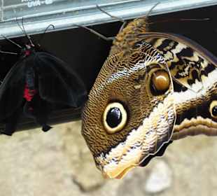 Schmetterlingspark von Benalmádena Mariposario 