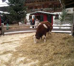 Gut Aiderbichl Rinder