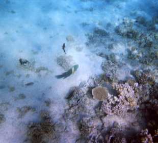 Einmalige Korallenwelt am Strand
