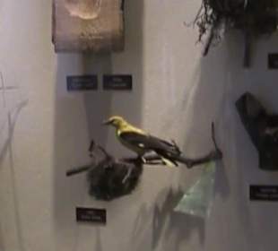 Naturhistorisches Museum