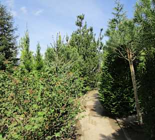 Peterhof-Pflanzen in Hanhofen