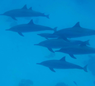 Blue Reef Red Sea Resort