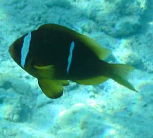 Anemonenfisch