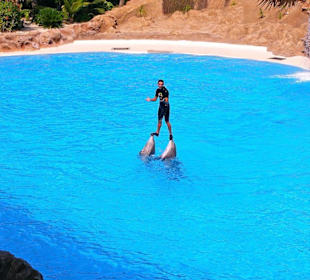 Loro - Park Delfin - Show