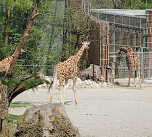 Tierpark Hellabrunn