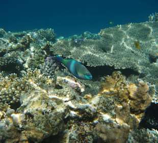 Schnorcheln am Riff