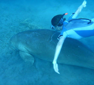 Begegnung mit einer Seekuh 3km vom Hotel entfernt