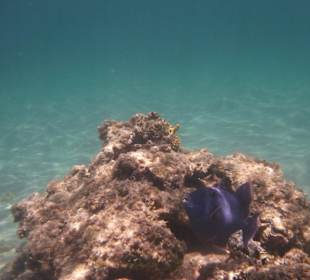 Blauer Drücker