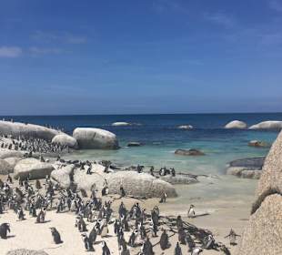 Ppinguinkolonie in Simon's Town