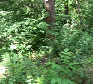 Wanderweg - Alter Steinbruch Pfaffenberg Runde