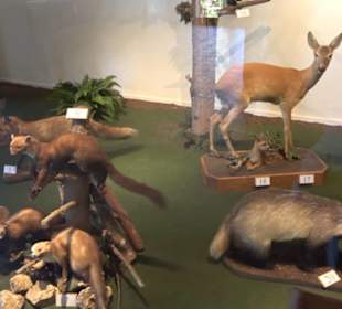 Natur- und Jagdmuseum