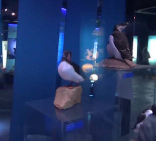 Ozeaneum