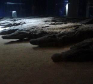 Kom Ombo - Krokodil-Museum