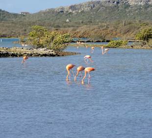Blick über die Saline Sint Marie