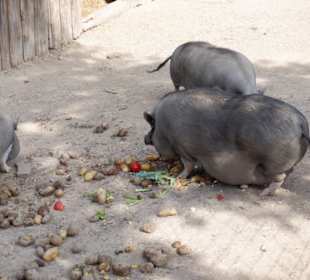 Hängebauchschweine