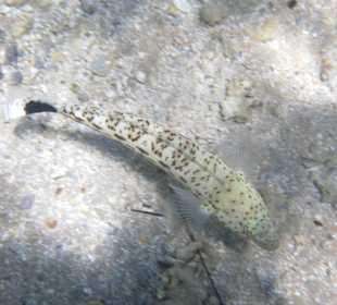 Рыбы Макади