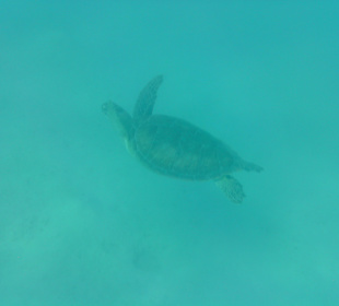 Underwater turtle