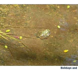 Holidays and More - Psakoudia