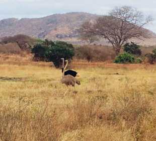 Eine Straußenfamilie