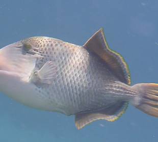 Schnorcheln Marsa Alam