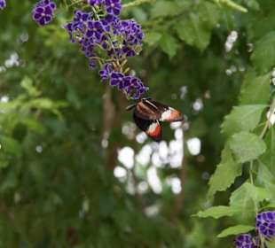 Mariposario de Benalmàdena