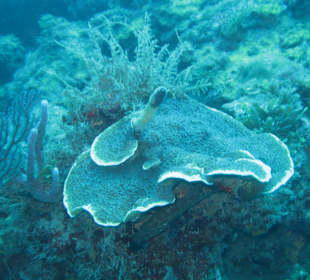 Korallen/St. Georges -Grenada