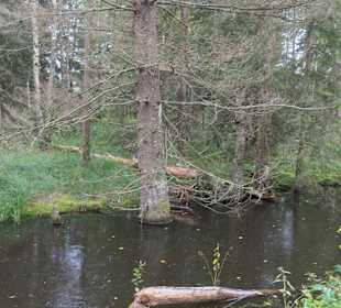 Bei der Moor-Wanderung (Inzeller Filzen)