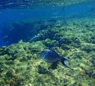 Fische am Hausriff Hotel Iberotel Lamaya Resort