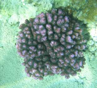 Hotel Stella Makadi Gardens