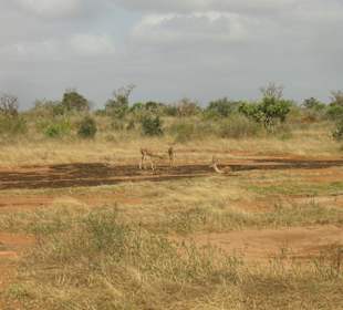 Tsavo Ost