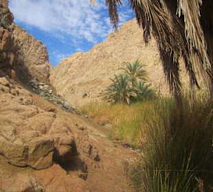 Oase in der Wüste Sinai