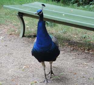 Pfaueninsel-Impression