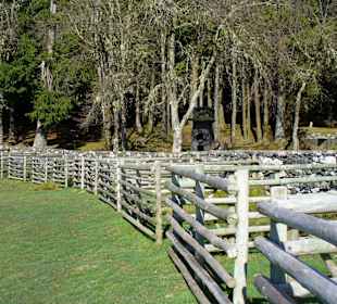Schafpferch auf Madeira