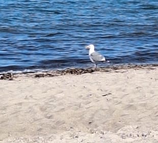Strand Pommerby