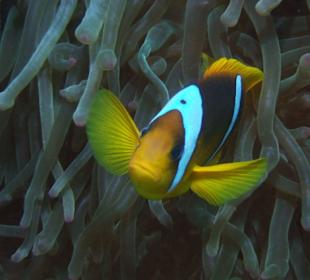 Anemonenfisch am Hausriff