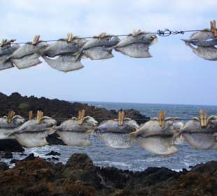 "Fische an der Leine"