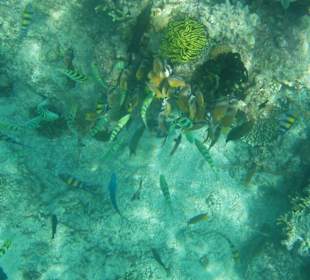Fische