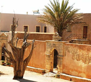 Kahle Zypresse im Arkadi Kloster