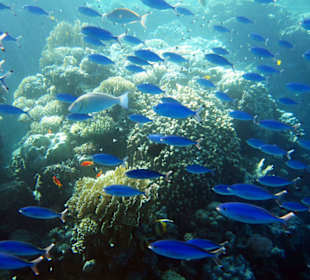 Füsiliere from Down Under