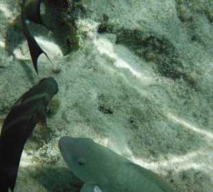 Hausriff, rechts von der Marina