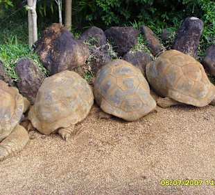 Tiere