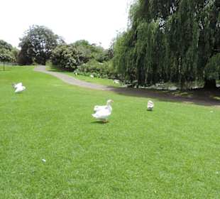 Viele Schwäne im Park