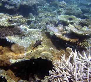 Am Hausriff Athuruga