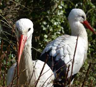 Ein Storchenpaar baut ein Nest
